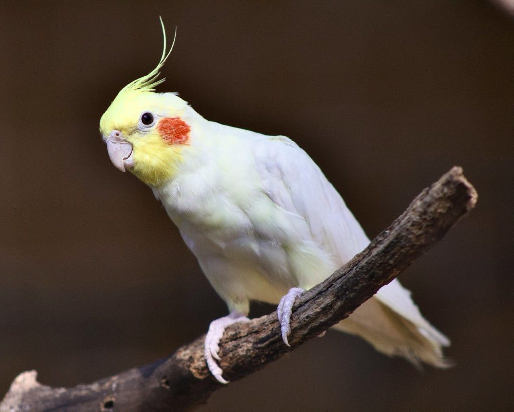 A pale yellow cockatiel bird perched on a branch.