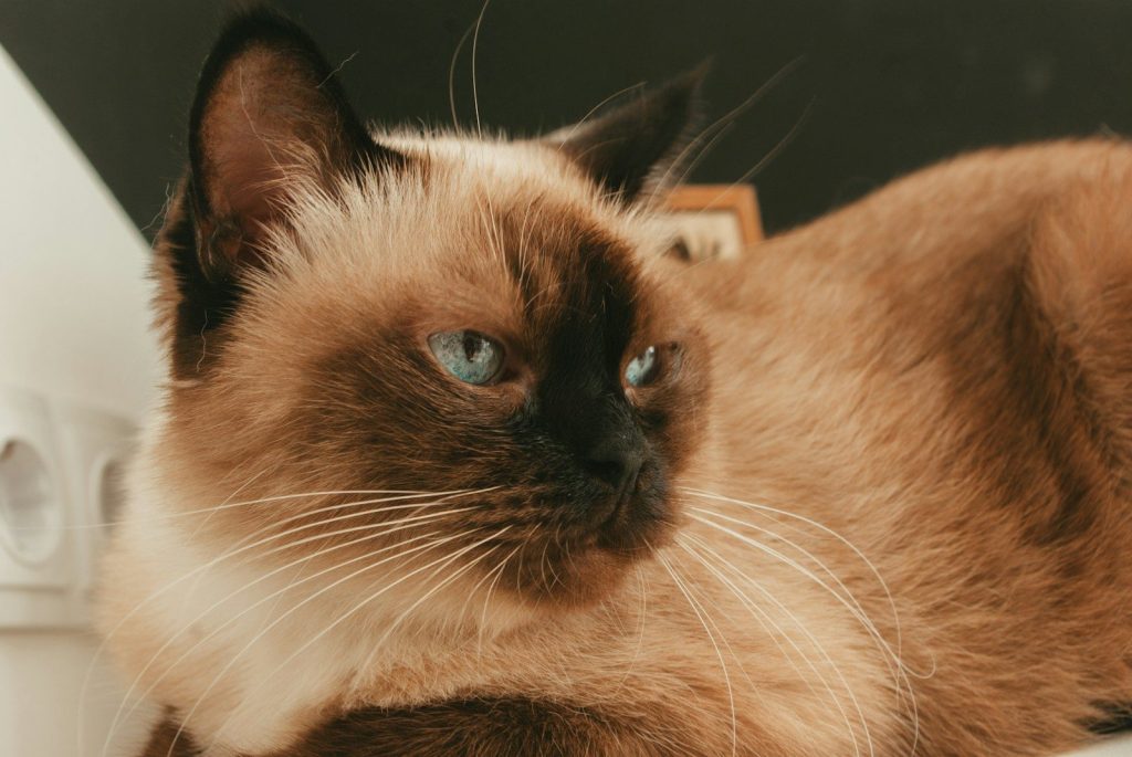 a siamese cat with blue eyes sitting on a table