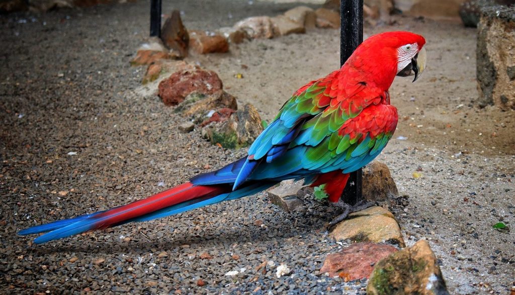 A colorful parrot sitting on top of a rock