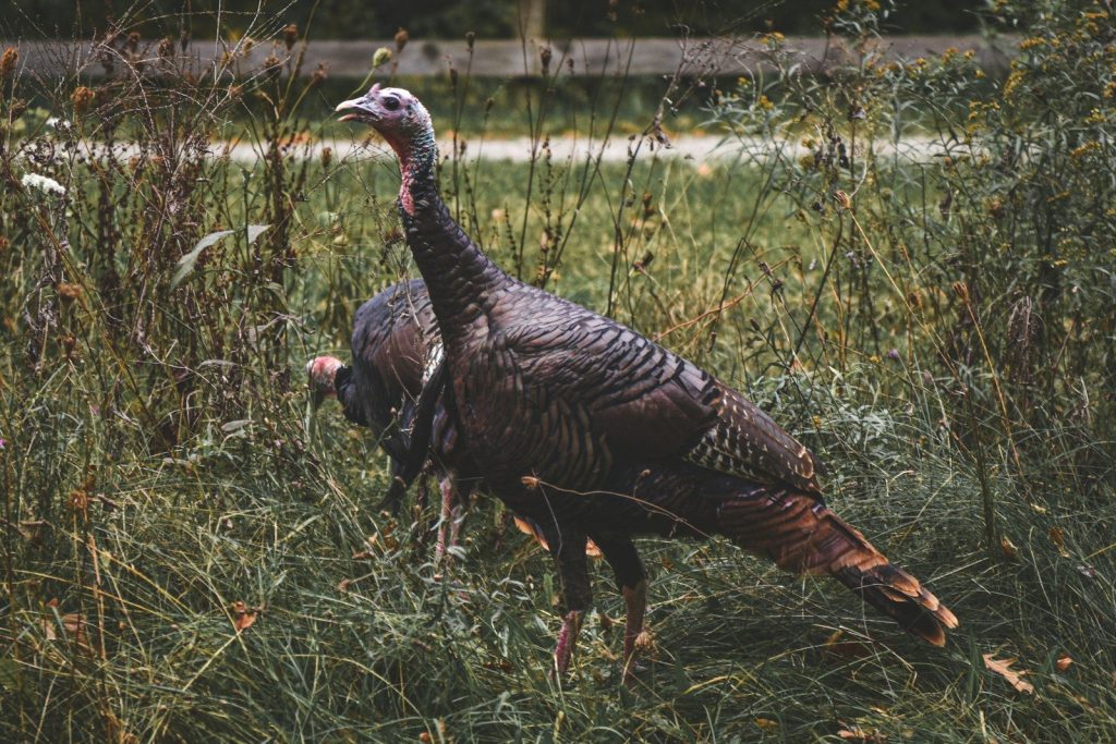 a couple of turkeys that are standing in the grass
