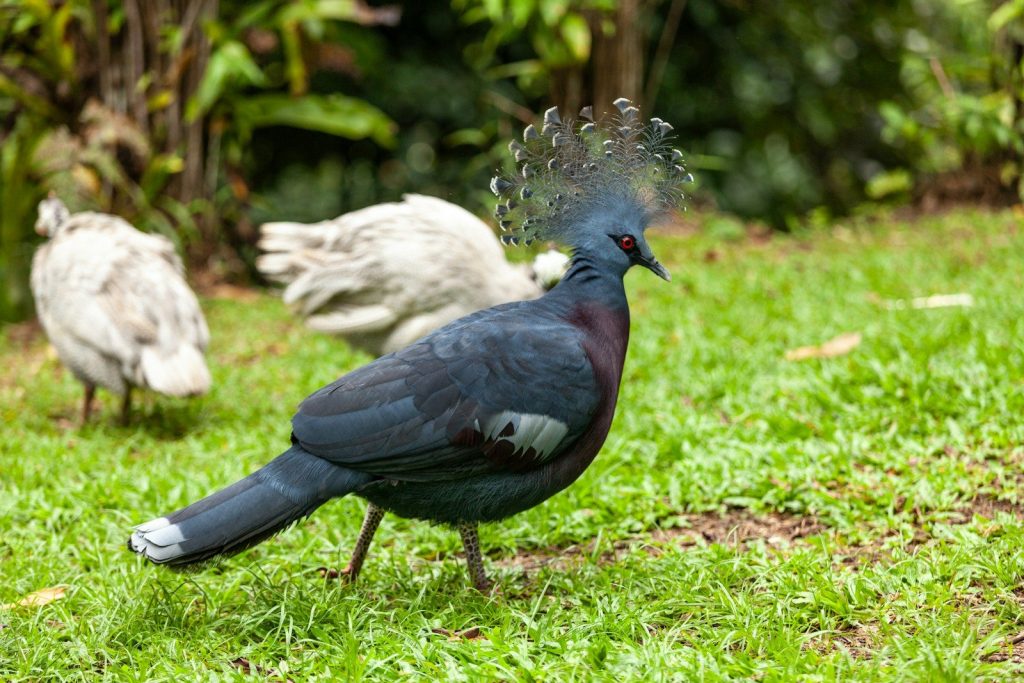 A couple of birds standing on top of a lush green field