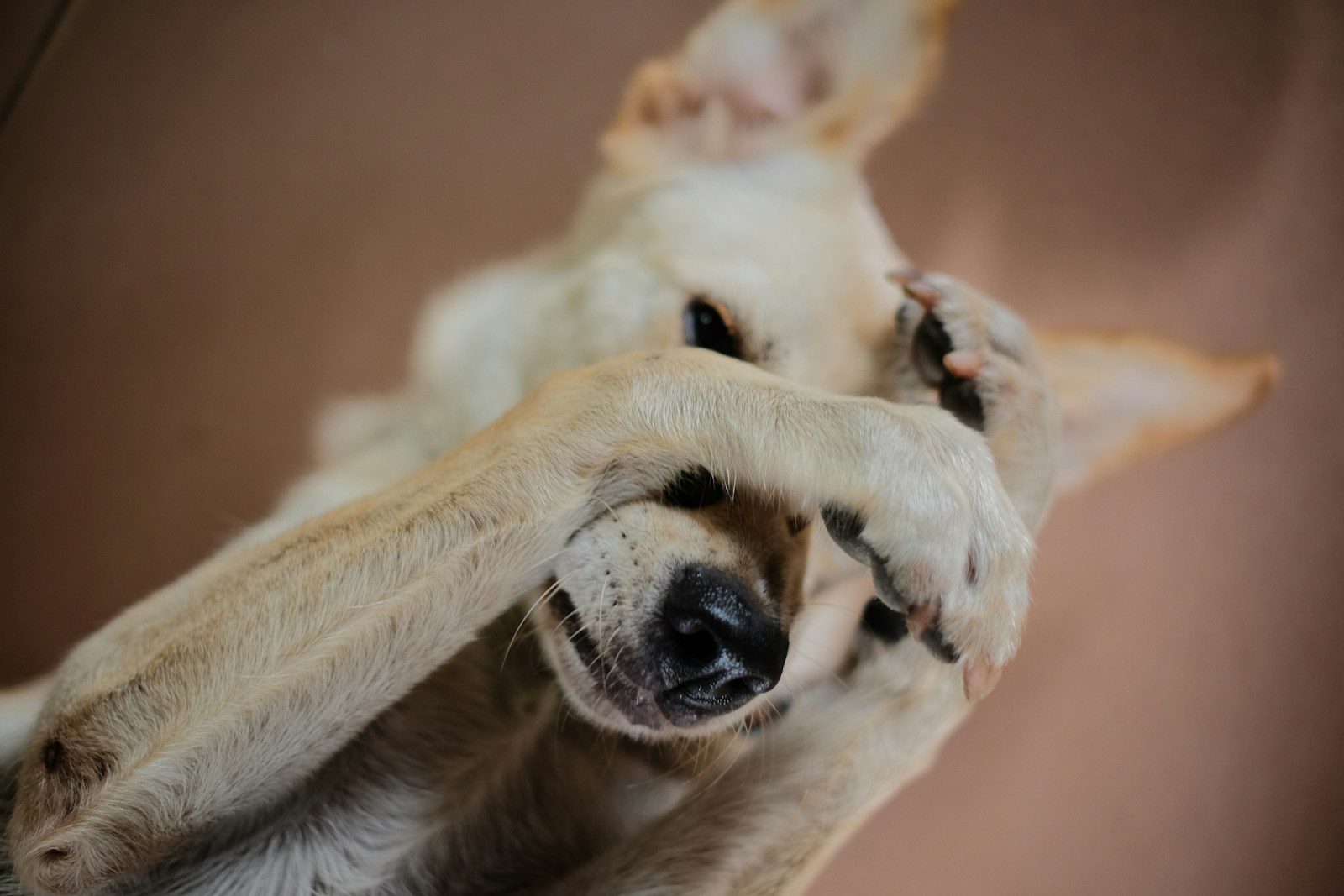 a white and brown dog