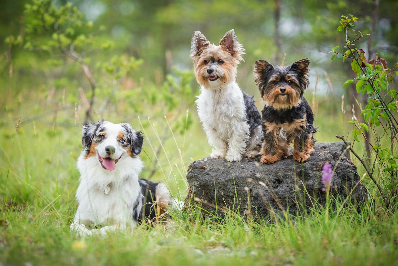 Three small dogs sitting outdoors on a rock