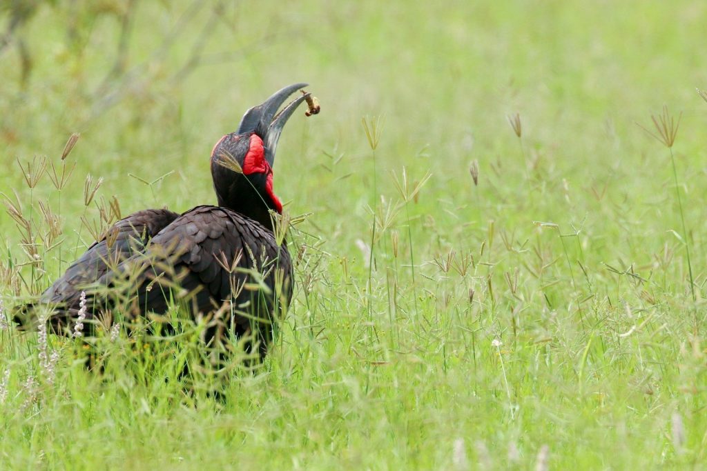 A ground hornbill with food in its beak