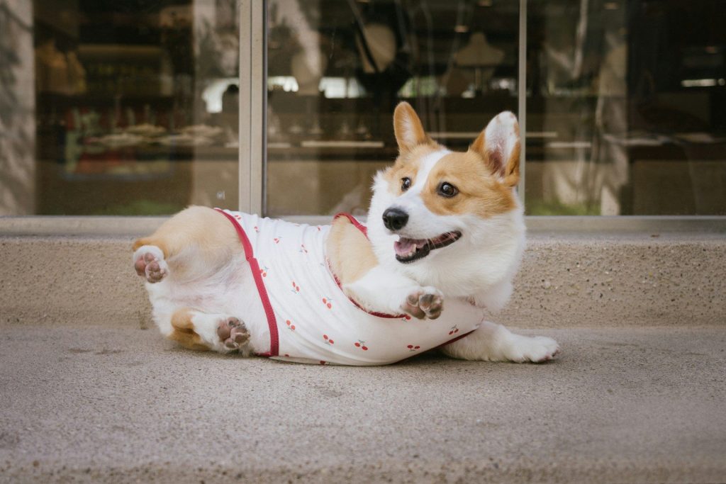 A corgi dog wearing a white shirt lies down.