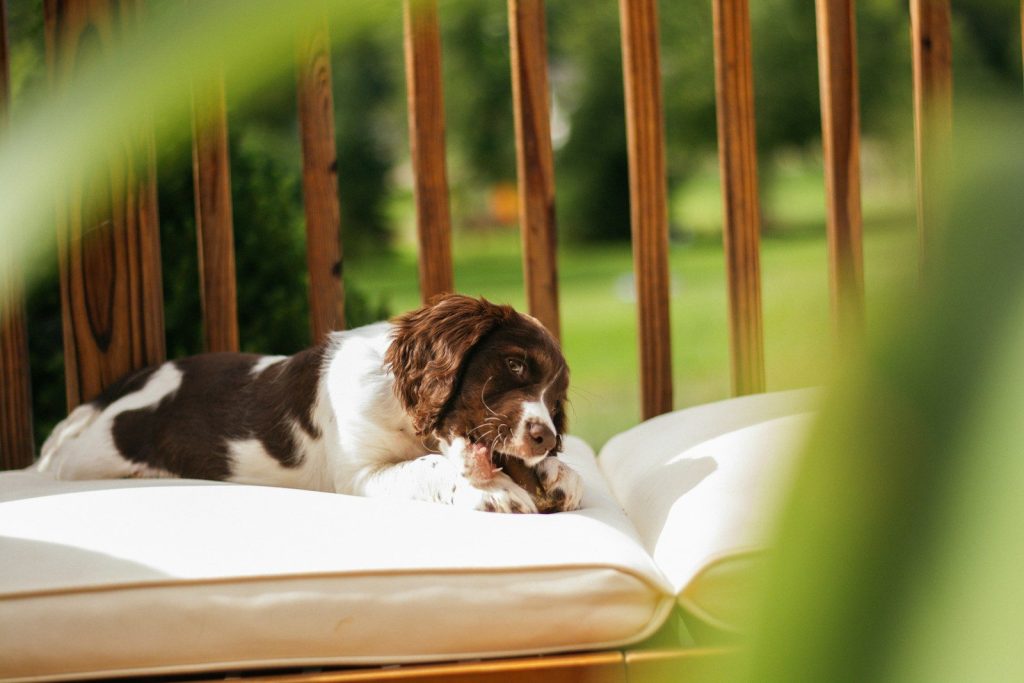 A brown and white dog laying on top of a white pillow