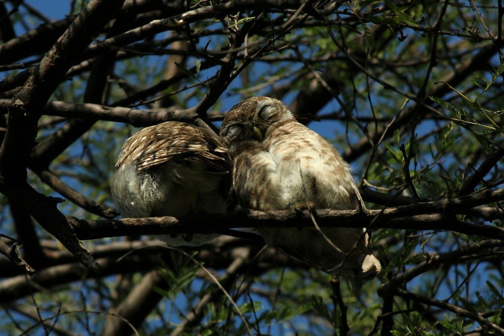 Two owls nestled together on a tree branch.