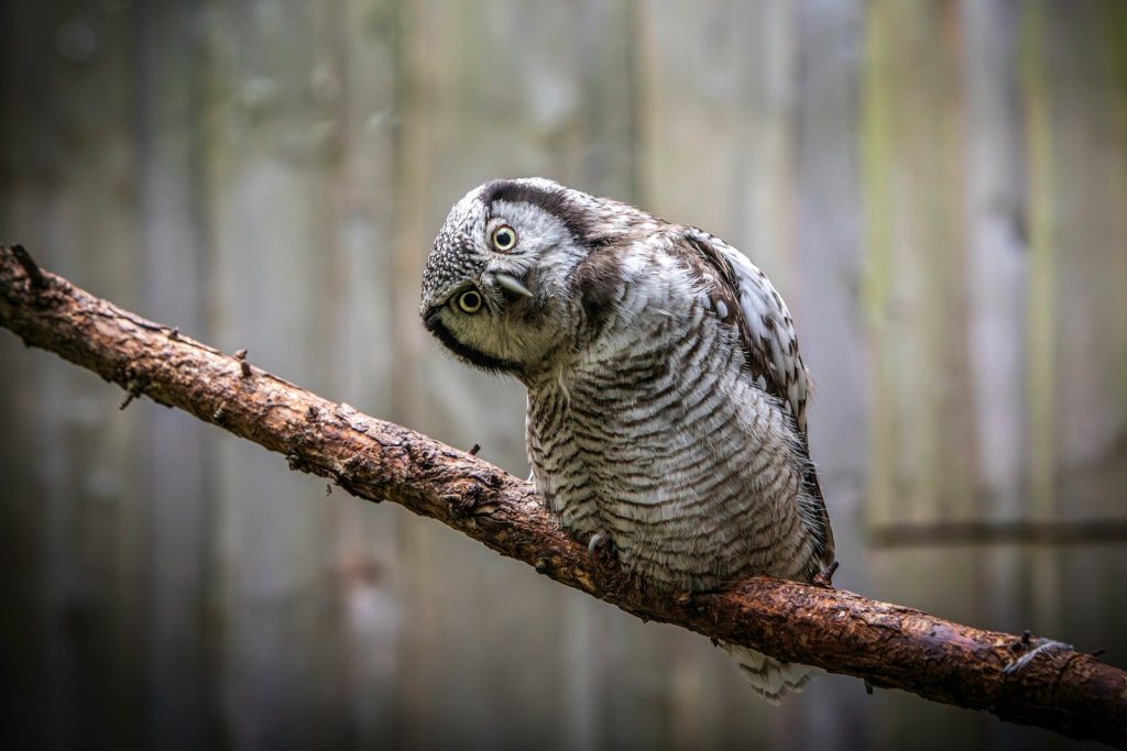 an owl is perched on a tree branch