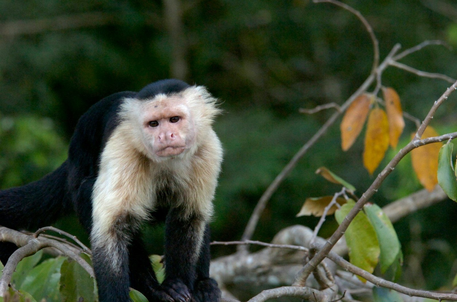 A white-faced capuchin monkey perched on a tree branch.