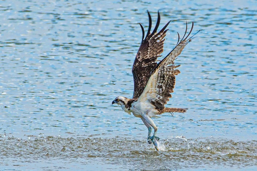 a large bird flying over a body of water