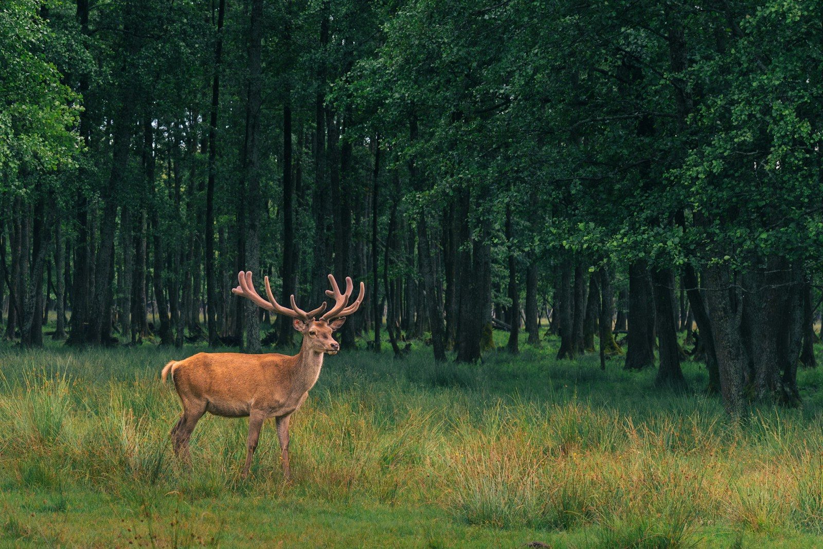 A majestic deer stands proudly in the forest.