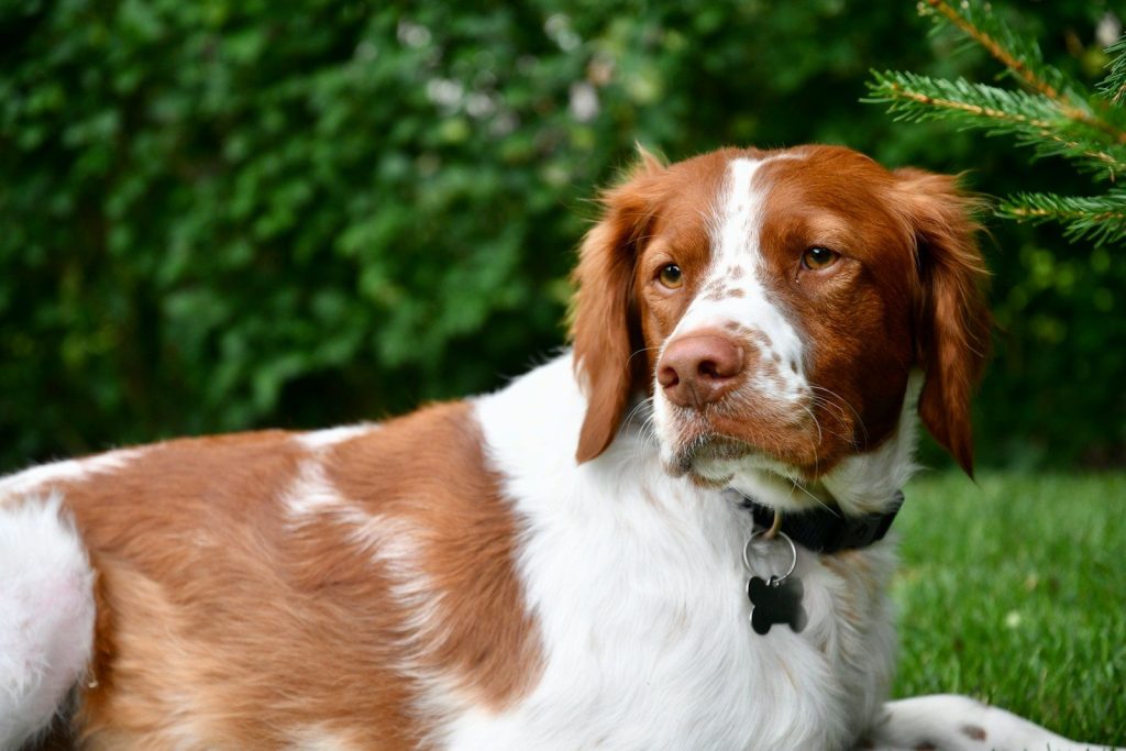 white and brown short coated dog