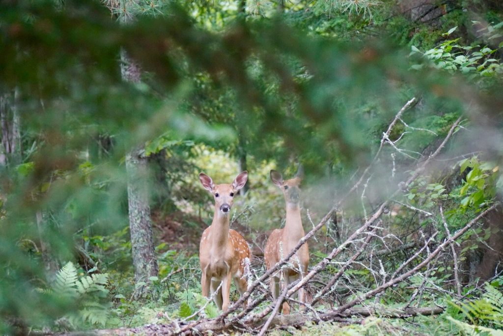 two deer standing beside tree at daytime