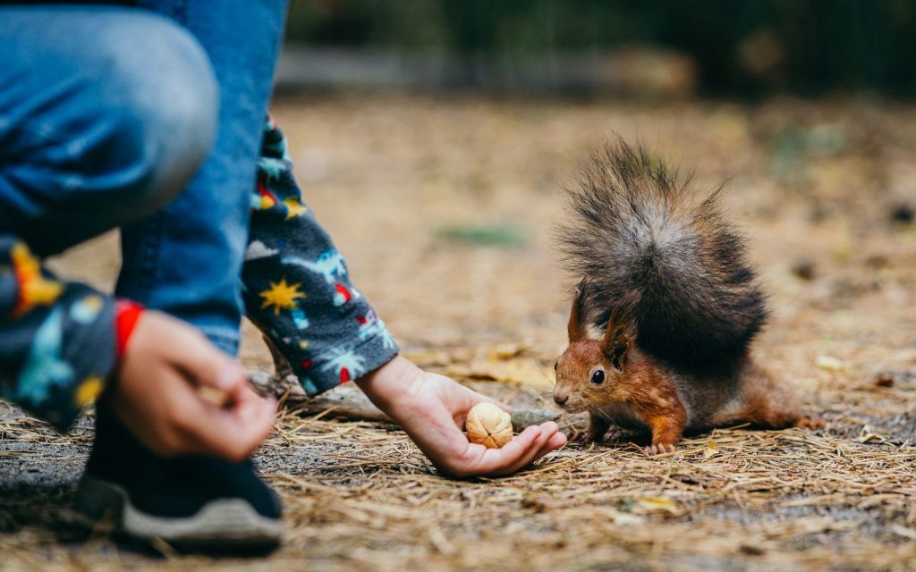 A person feeding a squirrel a piece of food