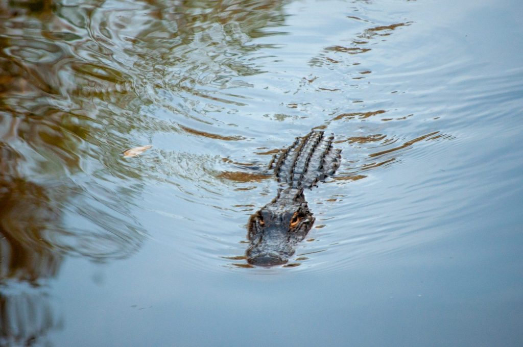 a large alligator swimming in a body of water