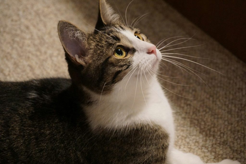 a cat with its mouth open
