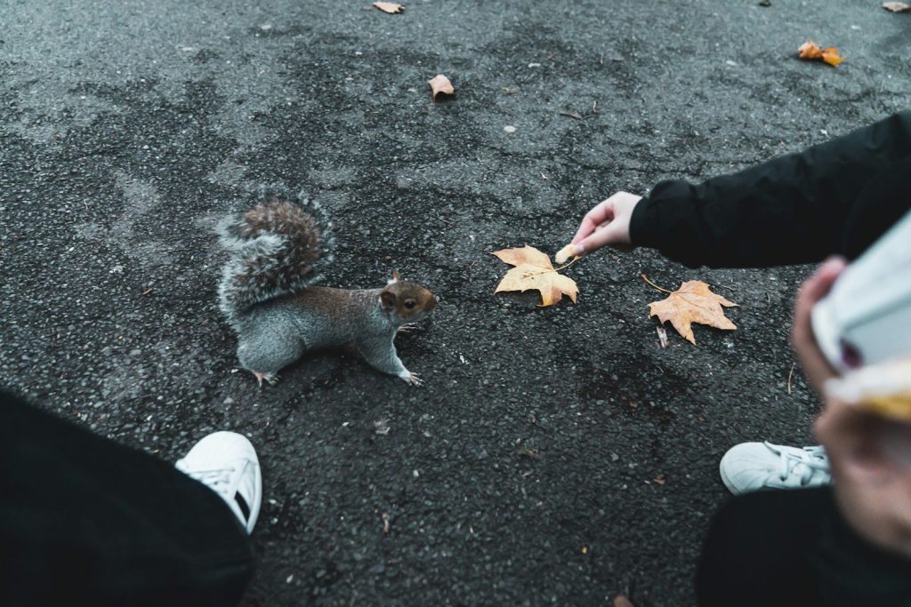 a squirrel eating food