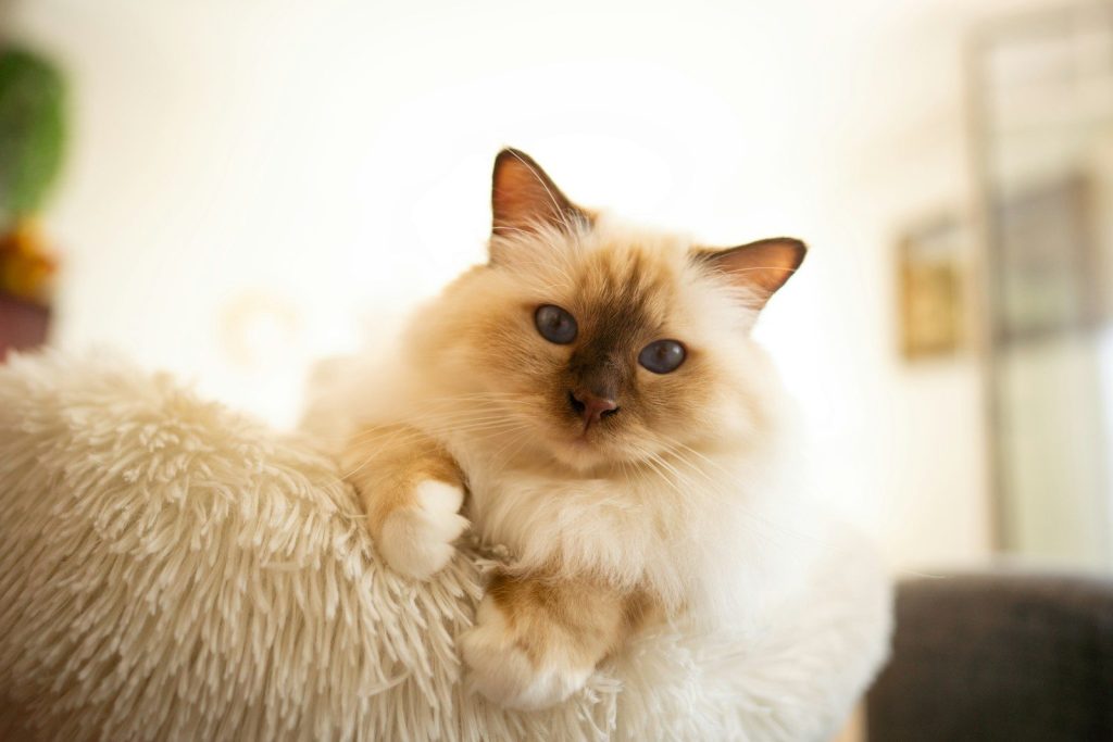 A fluffy cat rests on a fuzzy cushion.