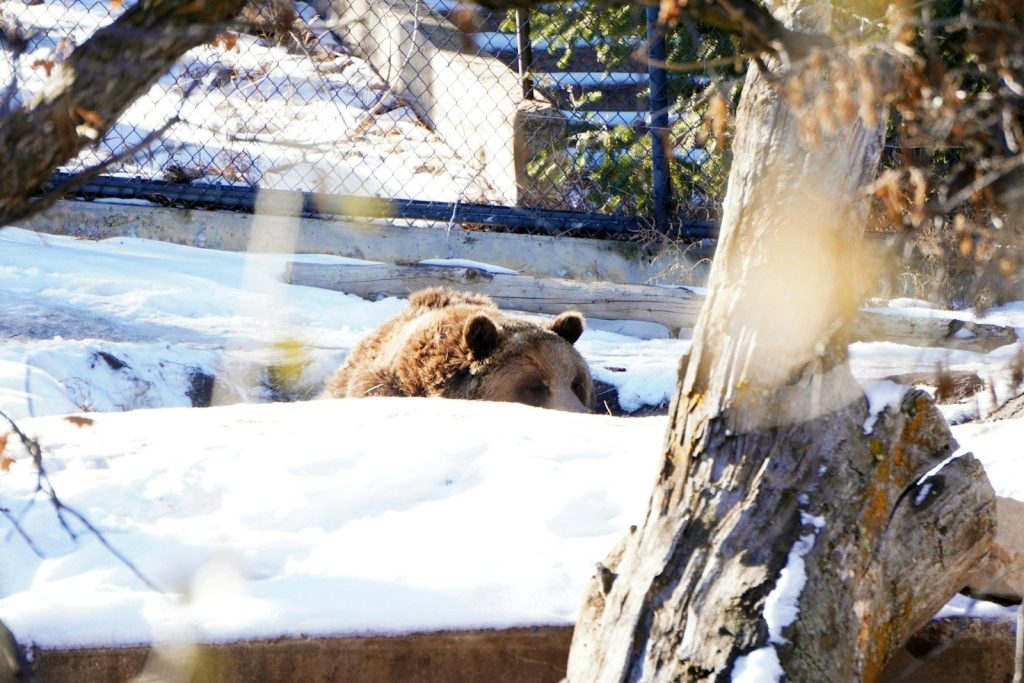 a brown bear laying in the snow next to a tree