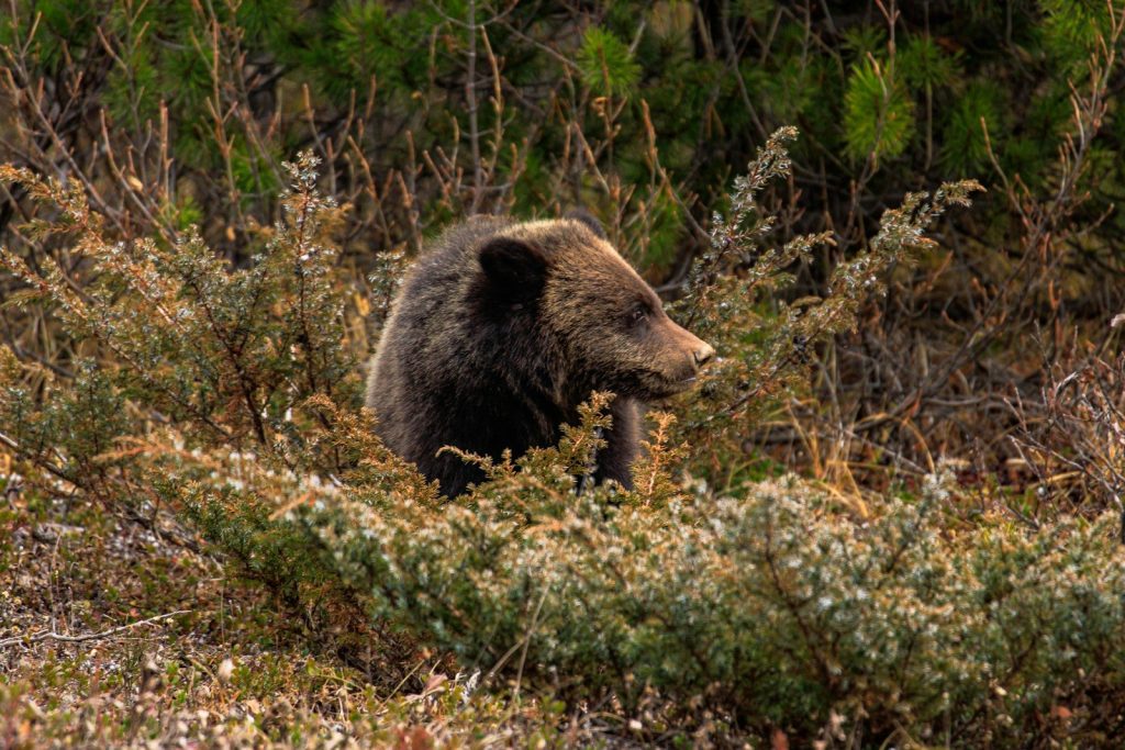 a large brown bear walking through a forest