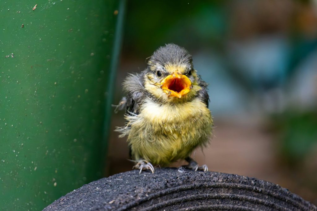 A small bird sitting on top of a piece of metal