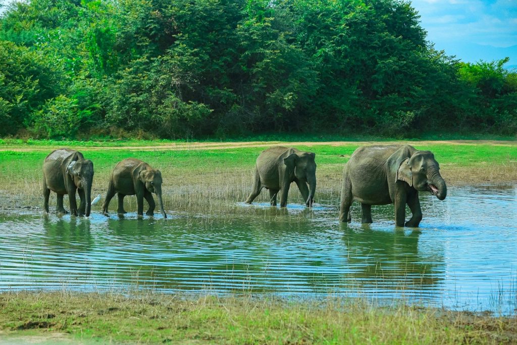 A herd of elephants walking across a river