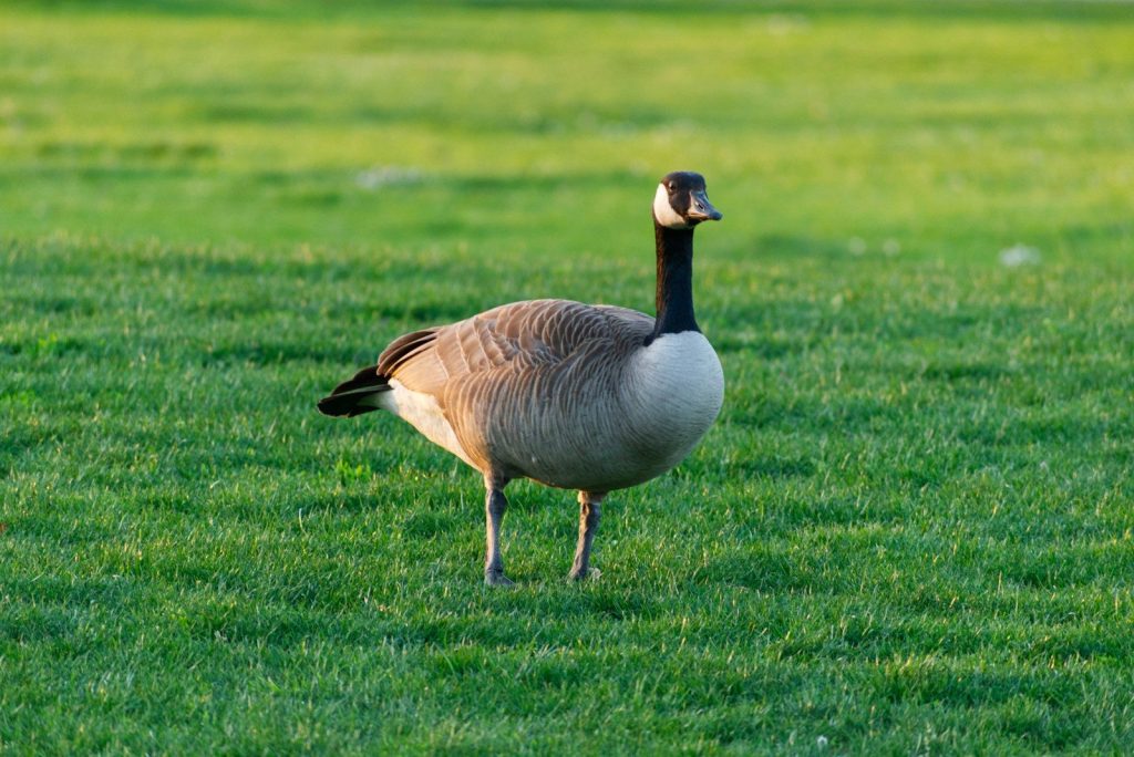 a goose is standing in a grassy field