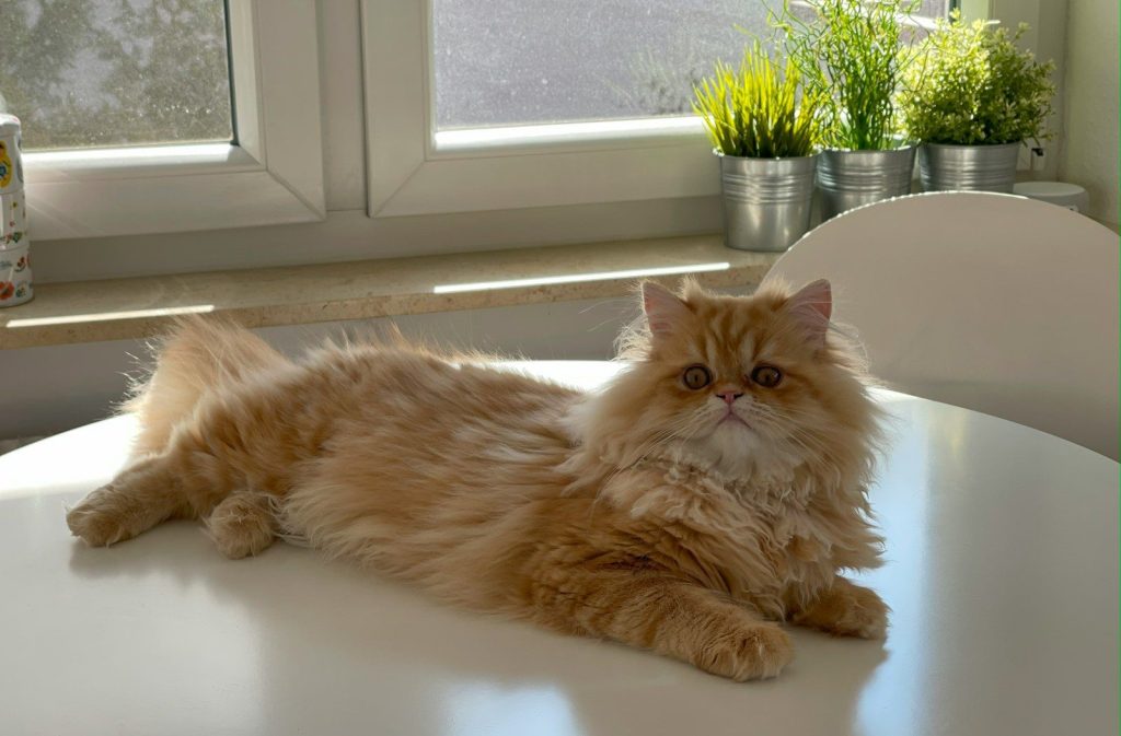 A fluffy orange cat laying on top of a white table