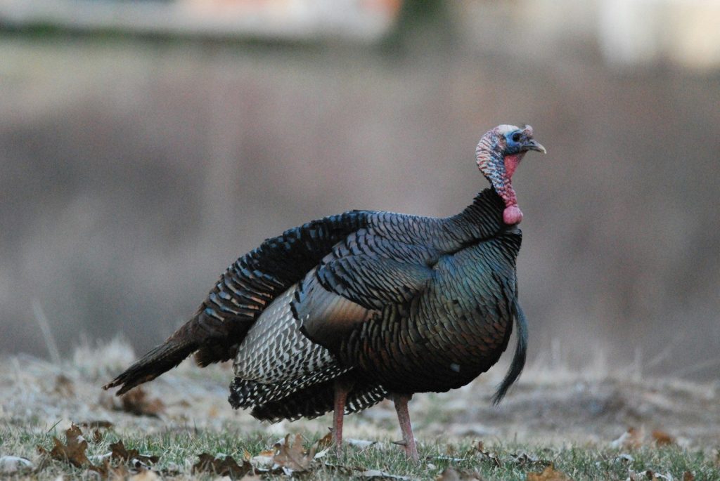 a close up of a turkey standing in a field