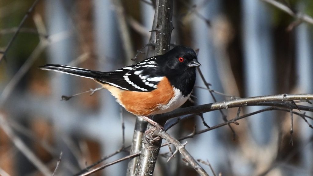 A spotted towhee bird perched on a branch