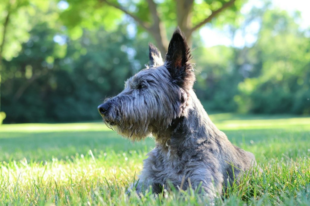 A grey shaggy dog lies in green grass under sunlight.