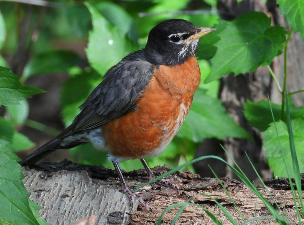 a bird sits on a log