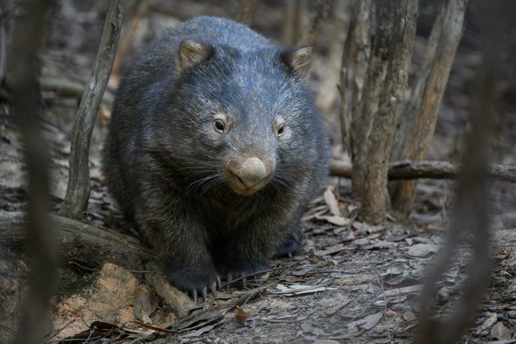 A wombat stares directly at the camera.