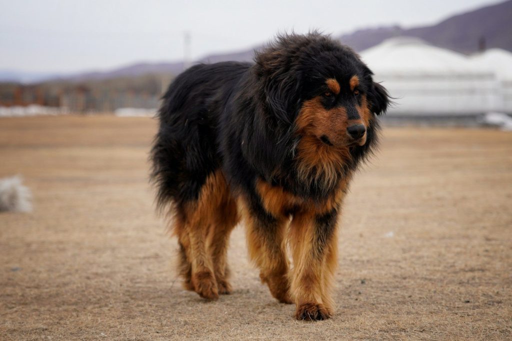A large tibetan mastiff dog walks outdoors.