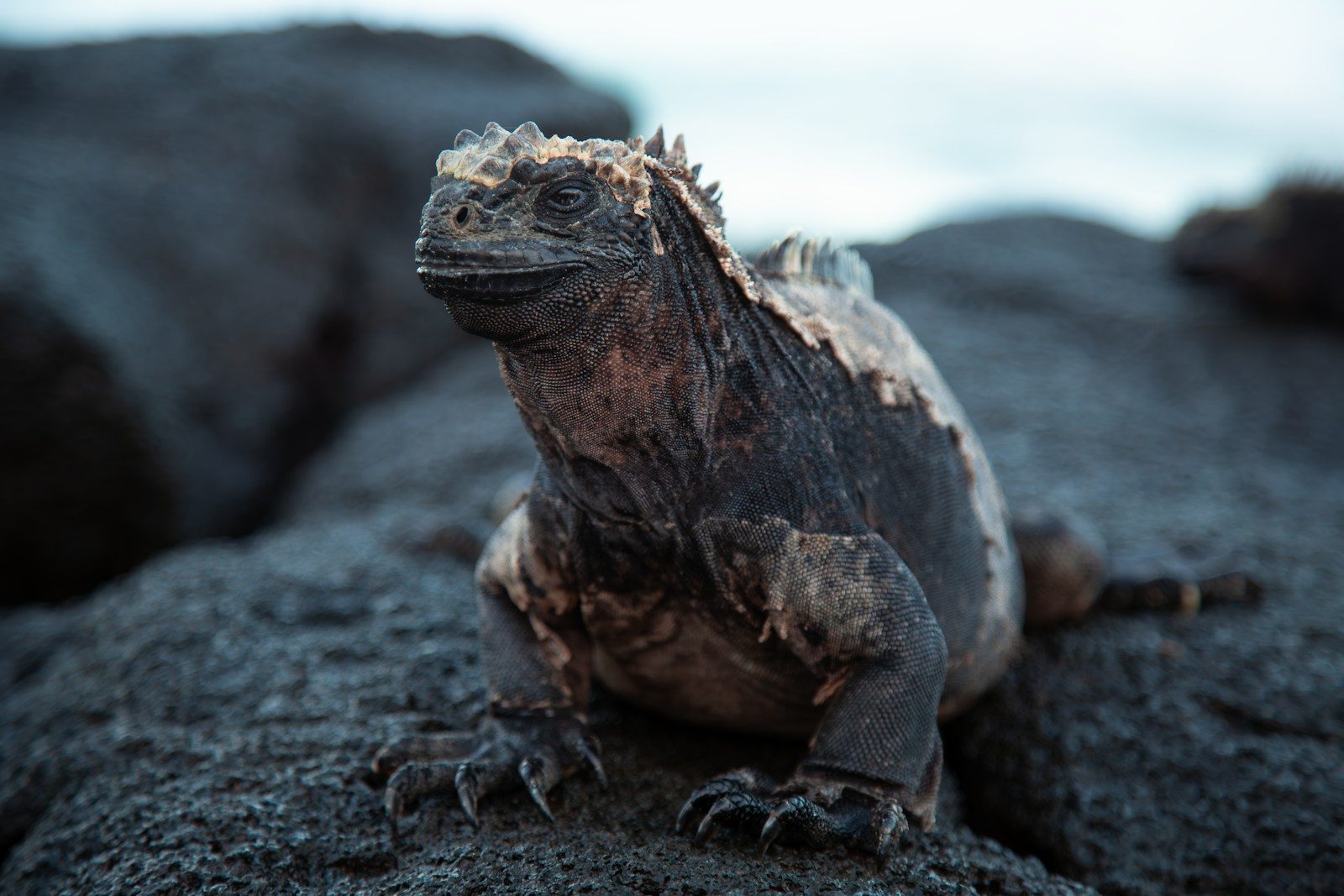 A marine iguana rests on volcanic rock.