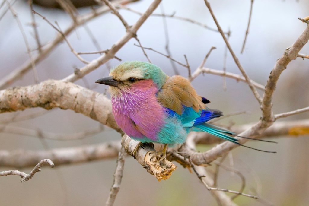 A colorful bird sitting on a branch of a tree