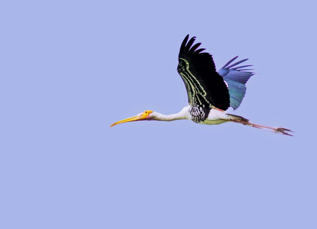 a large bird flying through a blue sky