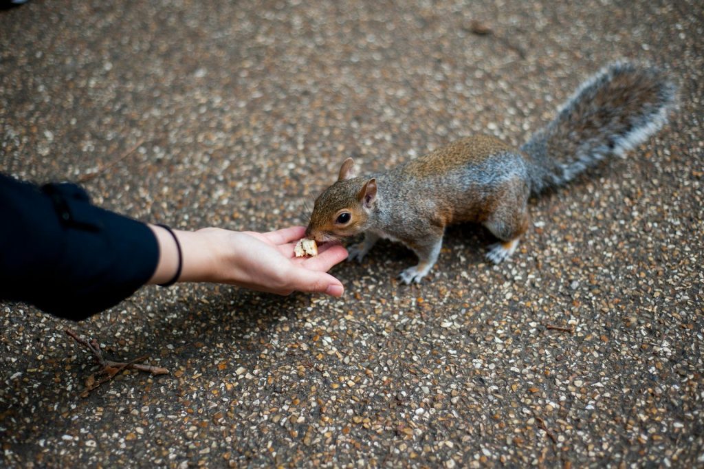 person feeding squirrel