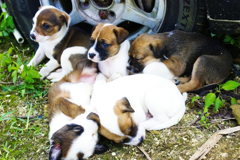 A pile of puppies resting together outdoors.