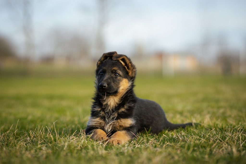 a puppy is laying in the grass looking at the camera