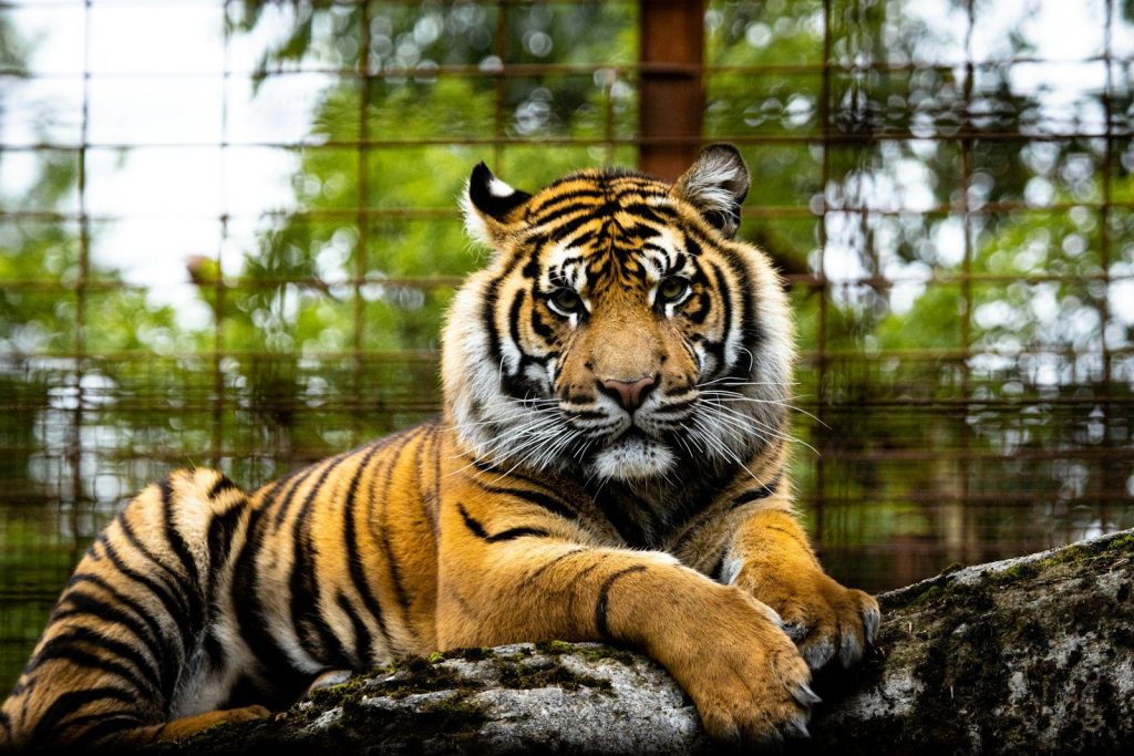 tiger lying on ground during daytime