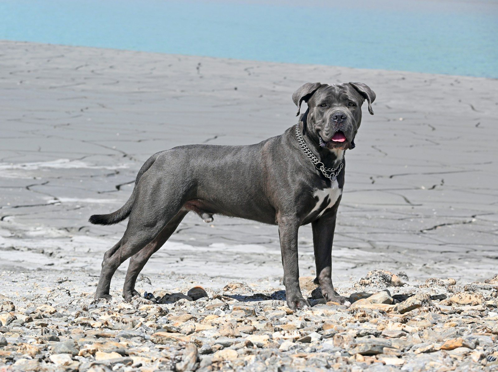 A large gray dog standing on top of a rocky beach