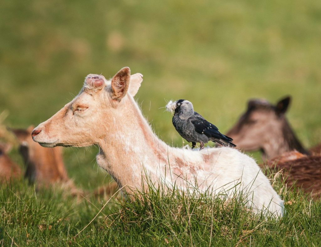 A bird sits on a deer in a grassy field.