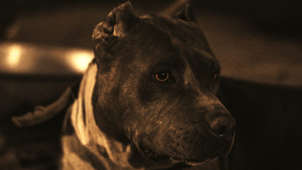 a dog looking at the camera