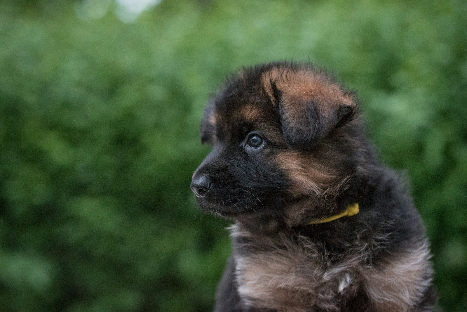 a dog with a yellow collar