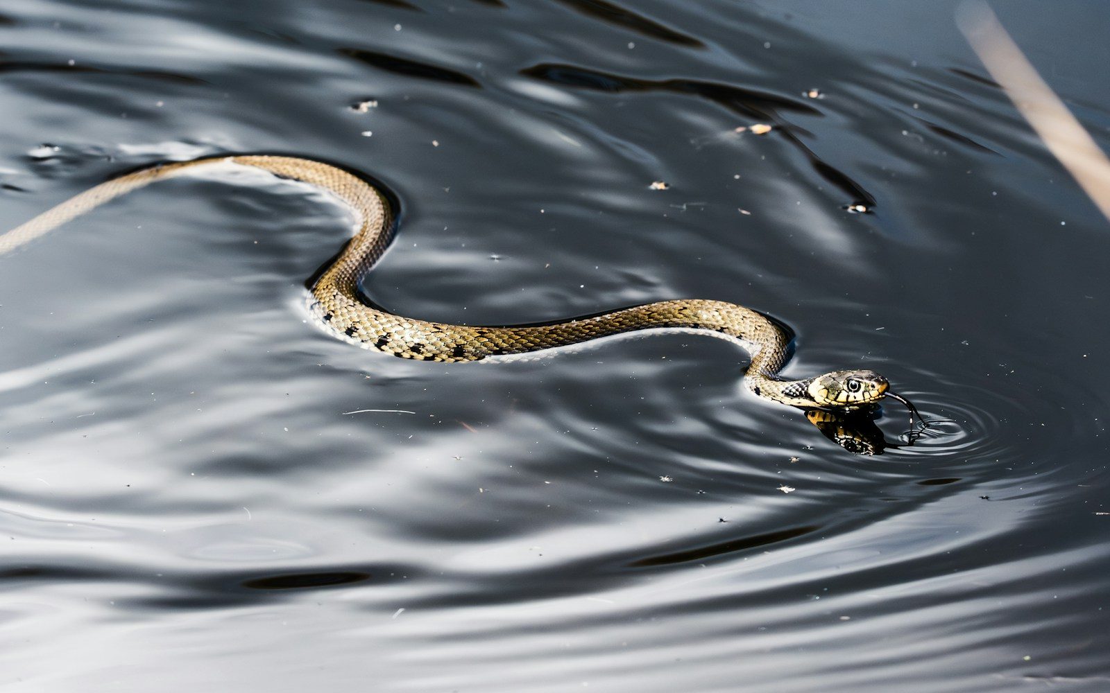 a snake is swimming in a body of water