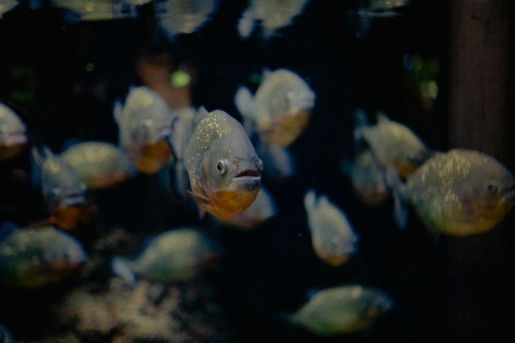 A group of piranhas swimming in dark water.