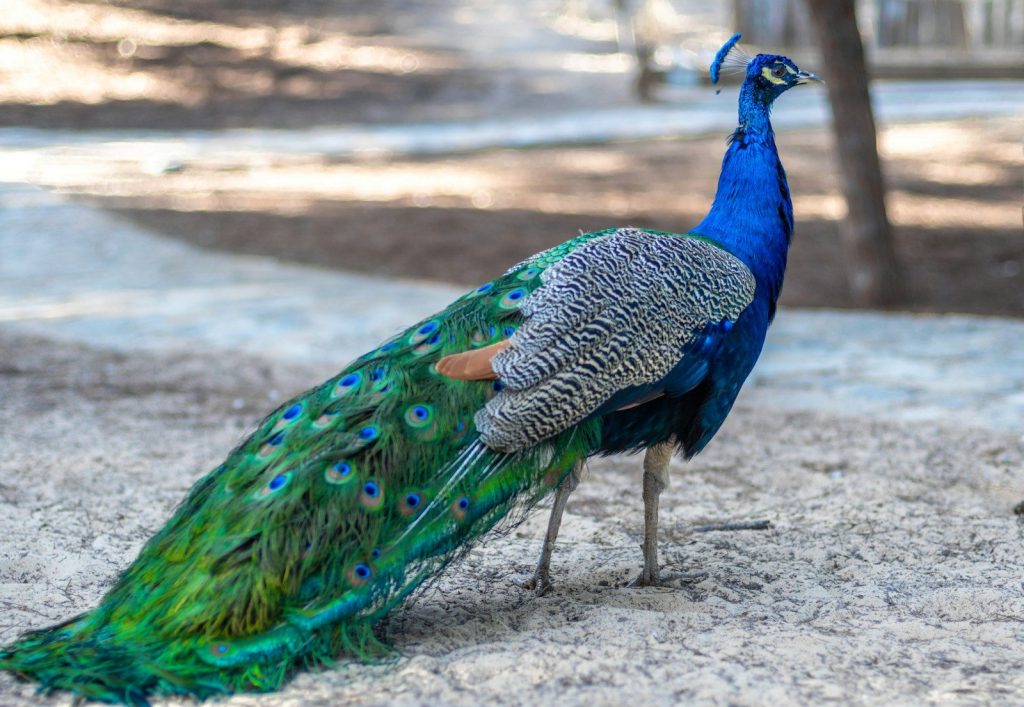 a peacock standing on top of a sandy ground