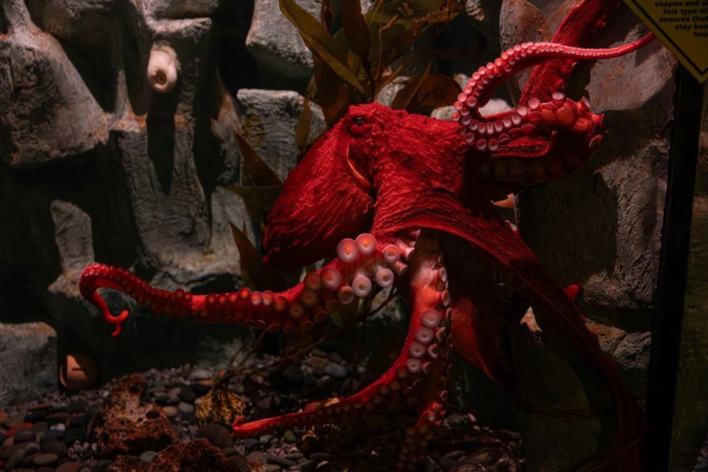 a red octopus in an aquarium with rocks and plants