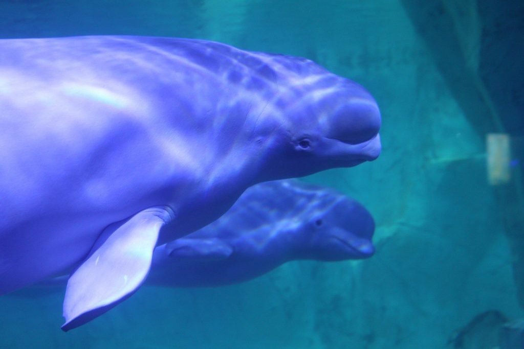 A dolphin swimming in the water with its mouth open